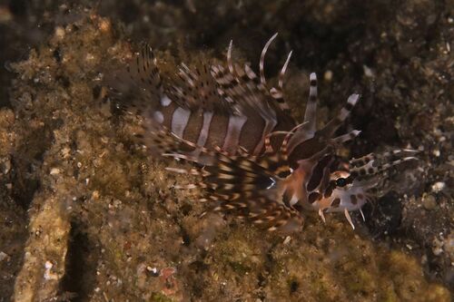 Pterois antennata - Photo (c) xavi salvador costa, some rights reserved (CC BY-NC)