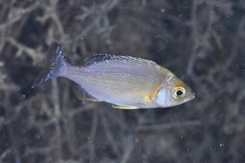 Spondyliosoma cantharus - Photo (c) xavi salvador costa, some rights reserved (CC BY-NC)