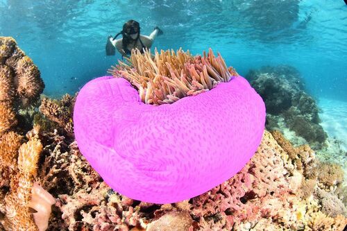 Heteractis magnifica - Photo (c) xavi salvador costa, some rights reserved (CC BY-NC)