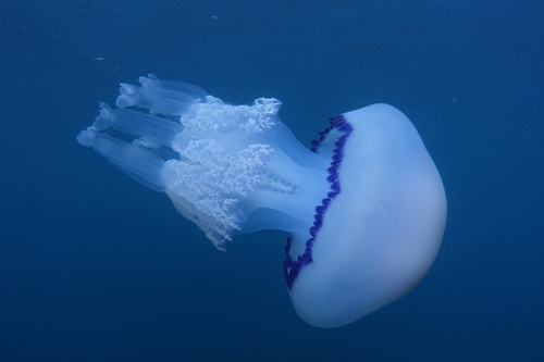 Rhizostoma pulmo - Photo (c) oriol_d, all rights reserved