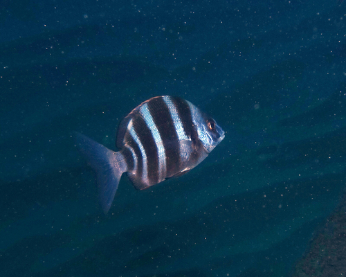 Diplodus cervinus - Photo (c) oriol_d, all rights reserved