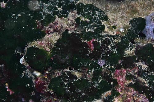 Palmophyllum crassum - Photo (c) xavi salvador costa, some rights reserved (CC BY-NC)