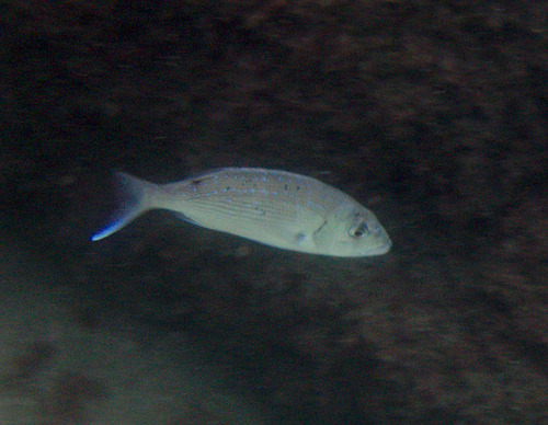 Dentex dentex - Photo (c) Jaume Piera, some rights reserved (CC BY-NC)