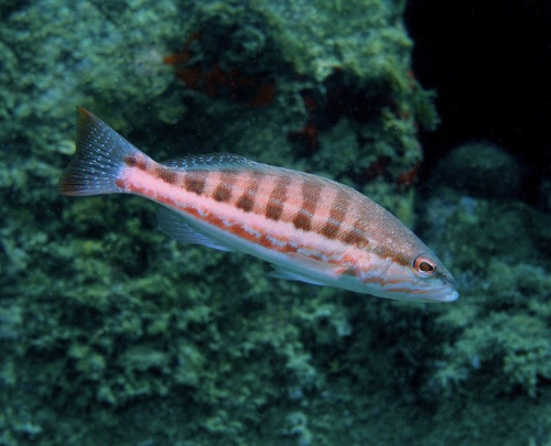 Serranus cabrilla - Photo (c) oriol_d, all rights reserved