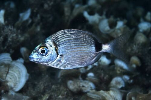 Diplodus - Photo (c) xavi salvador costa, some rights reserved (CC BY-NC)