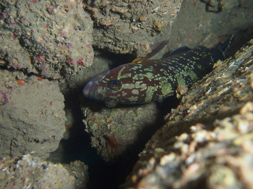 Epinephelus marginatus - Photo (c) xavi salvador costa, some rights reserved (CC BY-NC)