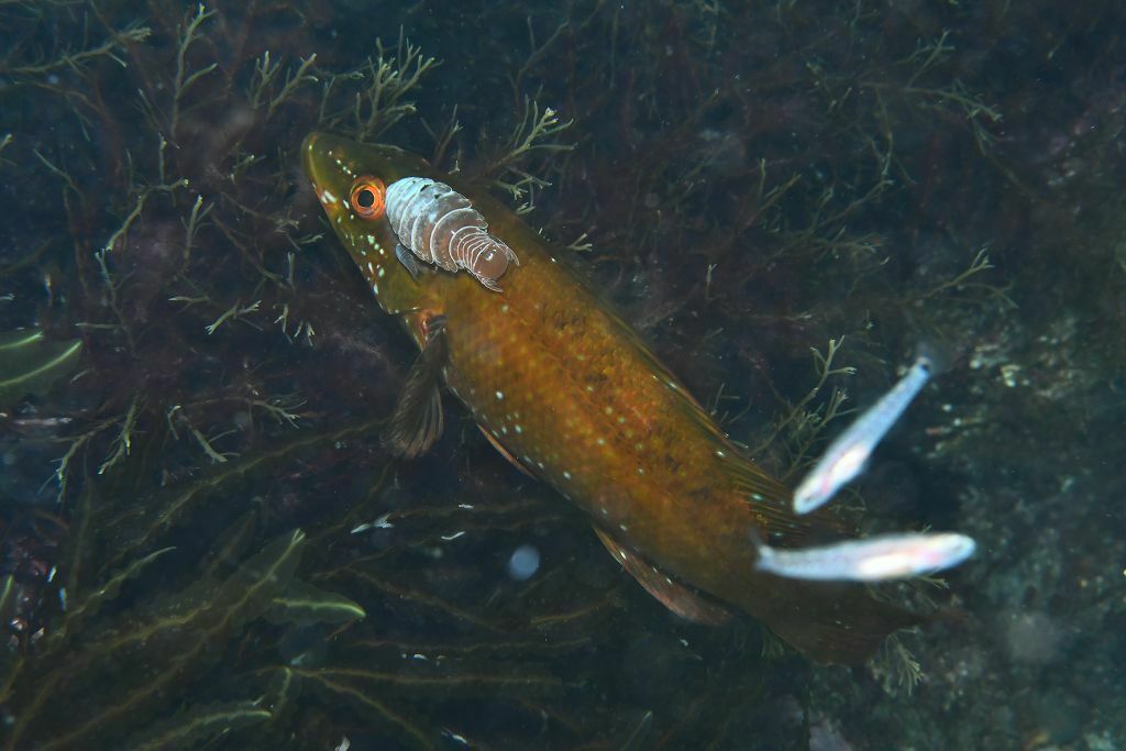 Labrus bergylta pictus - Photo (c) xavi salvador costa, some rights reserved (CC BY-NC)