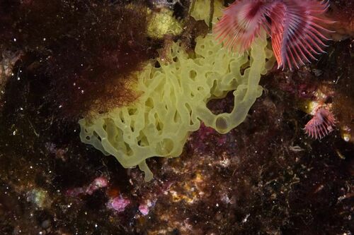 Clathrina clathrus - Photo (c) xavi salvador costa, some rights reserved (CC BY-NC)