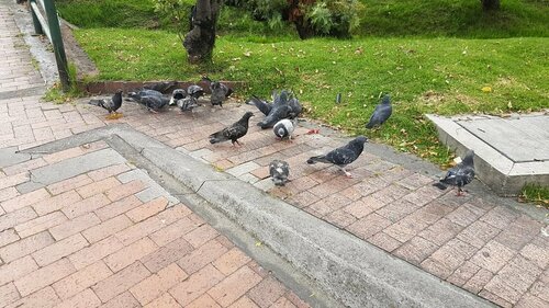 Columba livia - Photo (c) Jaume Piera, some rights reserved (CC BY-NC)