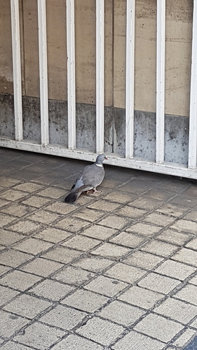 Columba palumbus - Photo (c) Jaume Piera, some rights reserved (CC BY-NC)