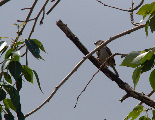 Passer domesticus - Photo (c) Jaume Piera, some rights reserved (CC BY-NC)