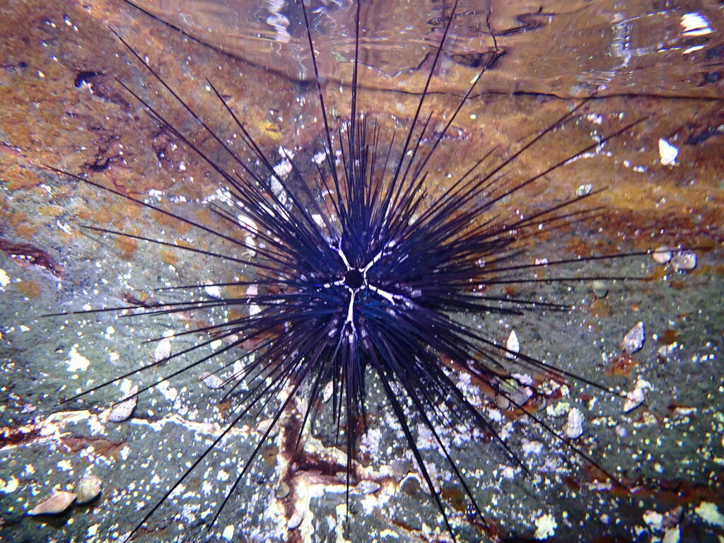 Diadema africanum - Photo (c) Karen Soacha, some rights reserved (CC BY-NC)