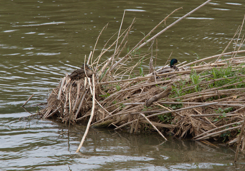 Anas platyrhynchos - Photo (c) Jaume Piera, some rights reserved (CC BY-NC)