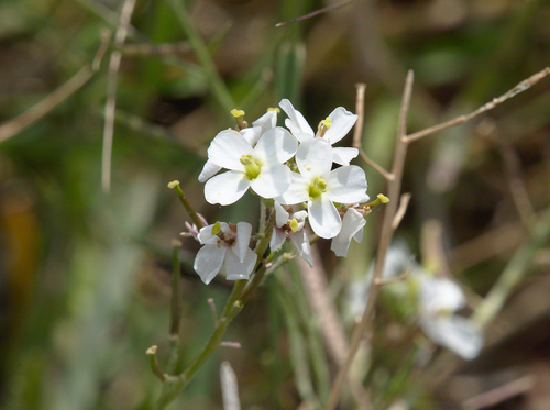 Beetles - Photo (c) Jaume Piera, some rights reserved (CC BY-NC)
