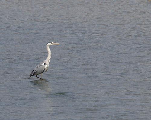 Ardea cinerea - Photo (c) Jaume Piera, some rights reserved (CC BY-NC)