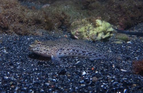 Gobius incognitus - Photo (c) oriol_d, all rights reserved