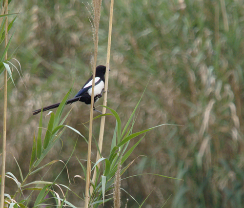 Pica pica - Photo (c) Jaume Piera, some rights reserved (CC BY-NC)