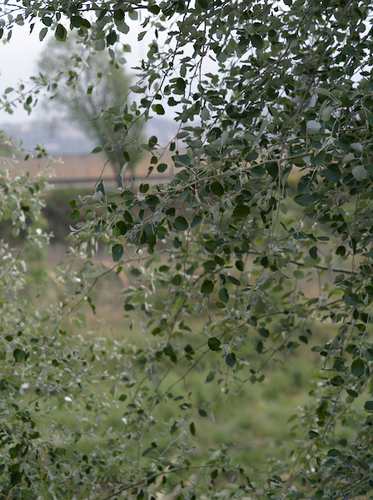 Populus alba - Photo (c) Jaume Piera, some rights reserved (CC BY-NC)