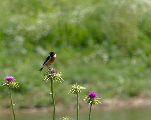 Saxicola torquatus - Photo (c) Jaume Piera, some rights reserved (CC BY-NC)