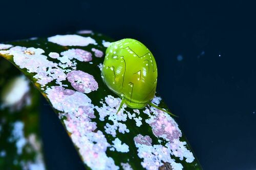 Hydrolithon farinosum - Photo (c) xavi salvador costa, some rights reserved (CC BY-NC)