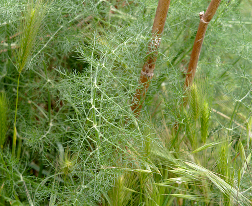 Foeniculum vulgare - Photo (c) Jaume Piera, some rights reserved (CC BY-NC)