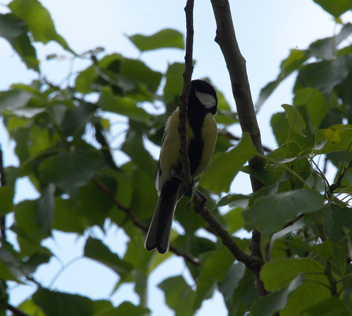 Parus major - Photo (c) Jaume Piera, some rights reserved (CC BY-NC)