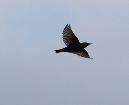 Sturnus vulgaris - Photo (c) Jaume Piera, some rights reserved (CC BY-NC)