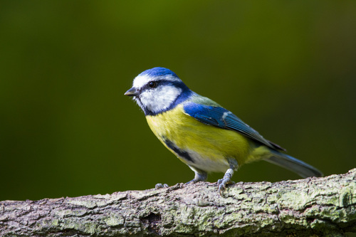 Cyanistes caeruleus - Photo (c) Bernat Garrigós, some rights reserved (CC BY-NC)