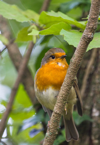 Erithacus rubecula - Photo (c) Bernat Garrigós, some rights reserved (CC BY-NC)