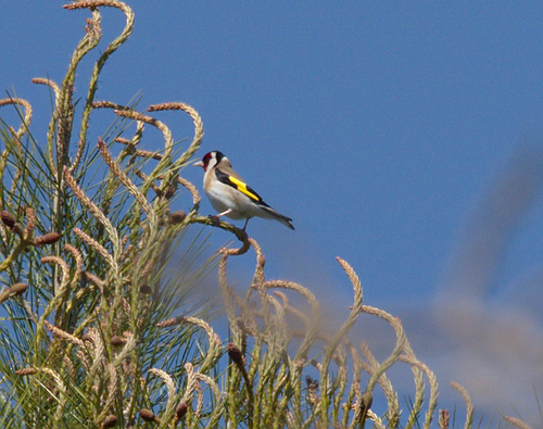 Carduelis carduelis - Photo (c) Jaume Piera, some rights reserved (CC BY-NC)