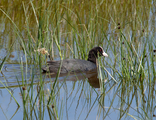Fulica atra - Photo (c) Jaume Piera, some rights reserved (CC BY-NC)