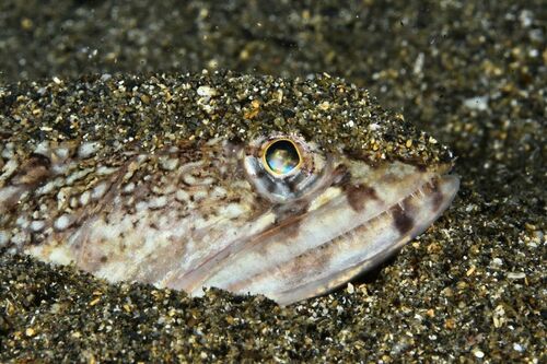 Synodus saurus - Photo (c) xavi salvador costa, some rights reserved (CC BY-NC)