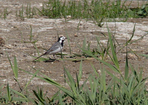 Motacilla alba - Photo (c) Jaume Piera, some rights reserved (CC BY-NC)