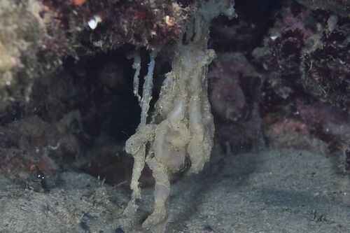 Loligo - Photo (c) xavi salvador costa, some rights reserved (CC BY-NC)