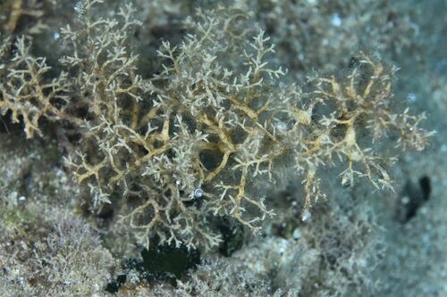 Cystoseiraceae - Photo (c) xavi salvador costa, some rights reserved (CC BY-NC)