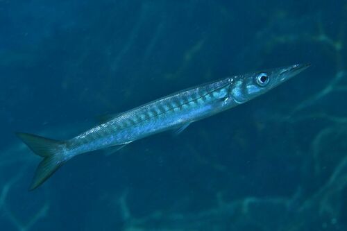 Sphyraena viridensis - Photo (c) xavi salvador costa, some rights reserved (CC BY-NC)