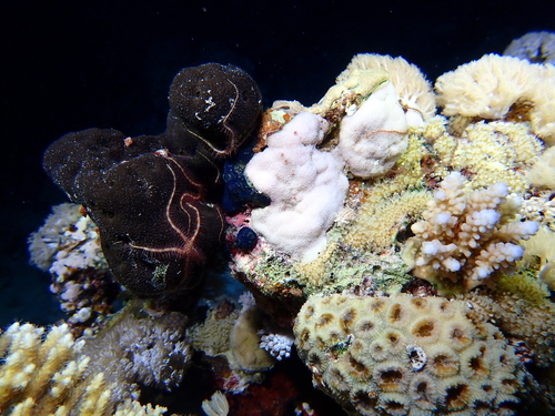 Ophiothrix purpurea - Photo (c) Edu, some rights reserved (CC BY-NC), uploaded by Edu Alcaniz