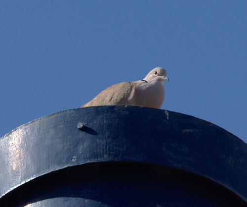 Streptopelia decaocto - Photo (c) Jaume Piera, some rights reserved (CC BY-NC)