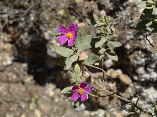 Cistus albidus - Photo (c) Jaume Piera, some rights reserved (CC BY-NC)