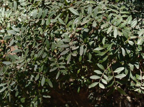 Pistacia lentiscus - Photo (c) Jaume Piera, some rights reserved (CC BY-NC)