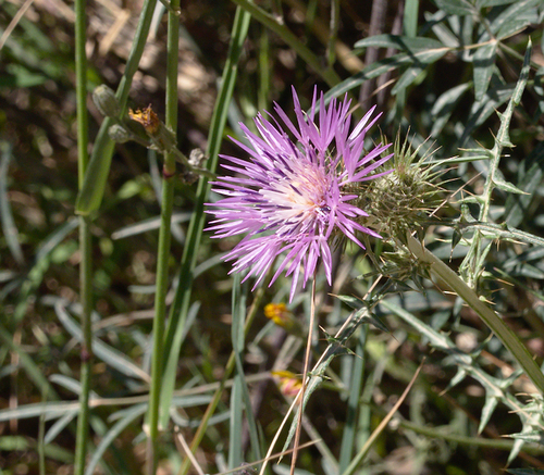 Galactites tomentosa - Photo (c) Jaume Piera, some rights reserved (CC BY-NC)