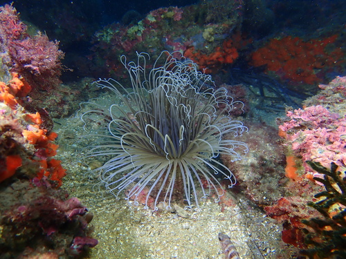 Cerianthus membranaceus - Photo (c) Edu, some rights reserved (CC BY-NC), uploaded by Edu Alcaniz