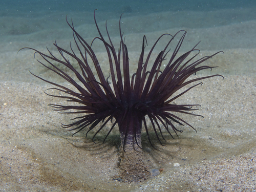 Pachycerianthus solitarius - Photo (c) oriol_d, all rights reserved