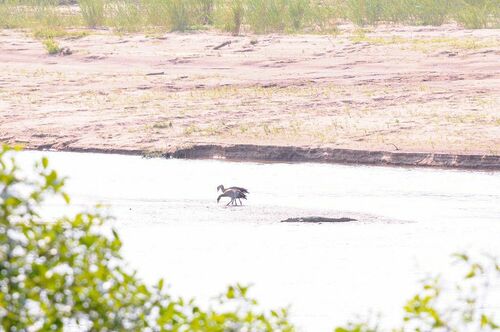 Egyptian Goose - Photo (c) xavi salvador costa, some rights reserved (CC BY-NC)
