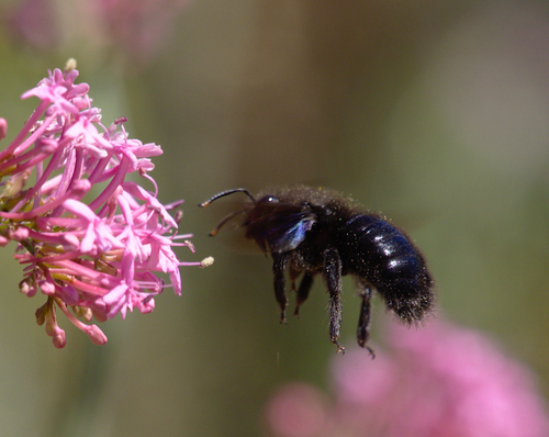 Xylocopa violacea - Photo (c) Jaume Piera, some rights reserved (CC BY-NC)