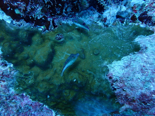 Canthigaster rostrata - Photo (c) Berta Companys Oliva, some rights reserved (CC BY-NC)