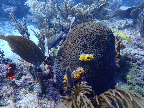 Montastraea cavernosa - Photo (c) Berta Companys Oliva, some rights reserved (CC BY-NC)