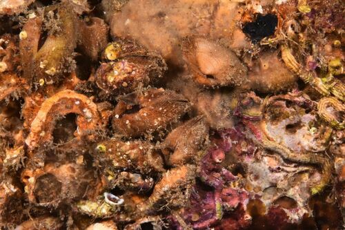 Striarca lactea - Photo (c) xavi salvador costa, some rights reserved (CC BY-NC)