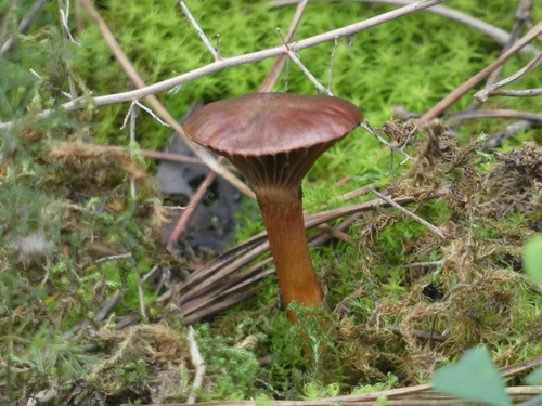 Chroogomphus mediterraneus - Photo (c) mediambient_ajelprat, some rights reserved (CC BY-NC)