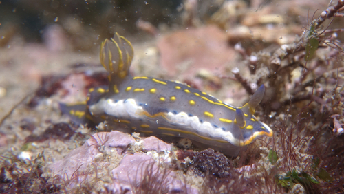 Felimare picta - Photo (c) oriol_d, all rights reserved